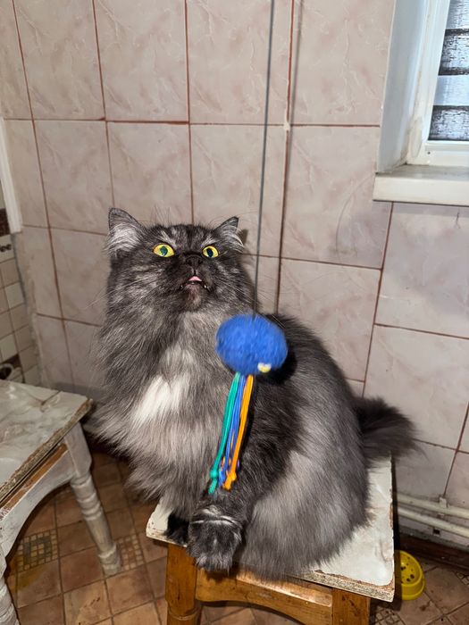 Шукаю добрих господарів для своєї киці