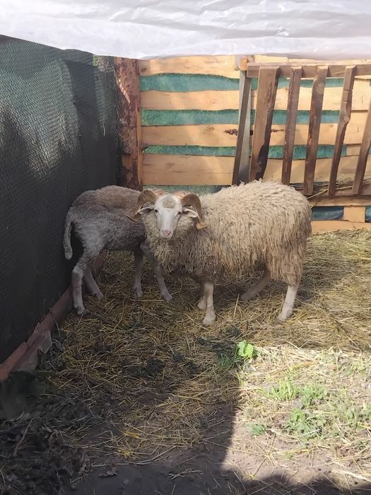 Продам Овечок є різні