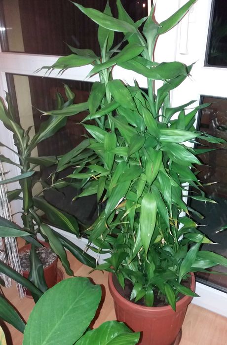Lucky bamboo szczliwy bambus Dracena Sandera Chemek  OLX.pl