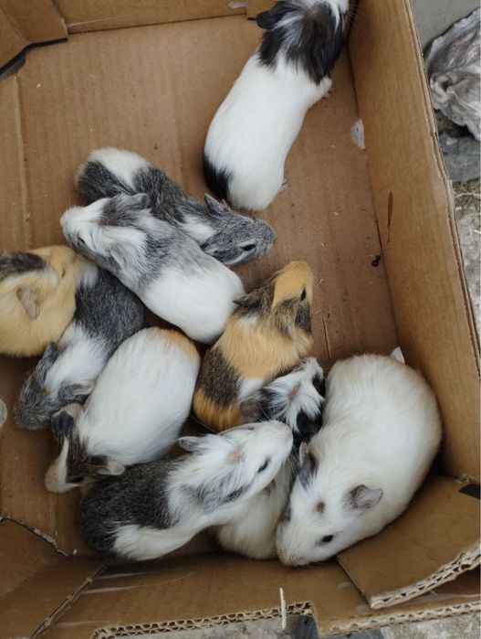 Świnki morskie gladkie