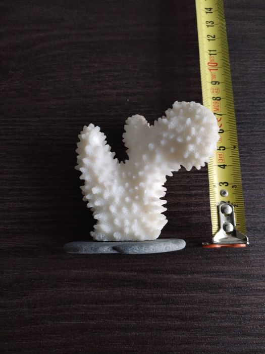 Coral branco. Medidas nas fotos.