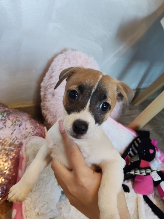 Suczka Jack Russell terrier/badania genetyczne/wyprawka