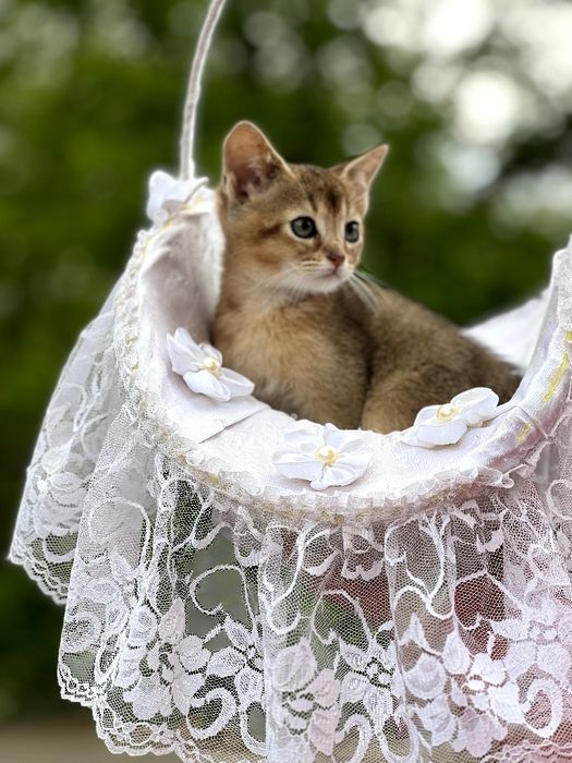 Чарівний абісінський хлопчик.Доставка за кордон.