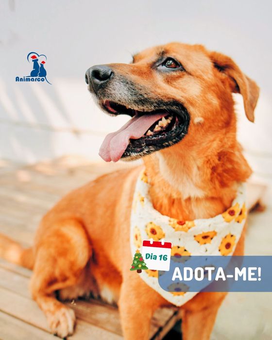 Chica - cadela porte medio grande