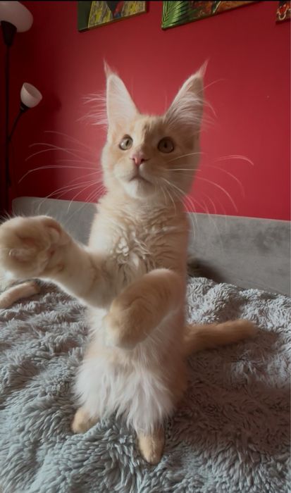 Kocurek  Maine coon z rodowodem FPL