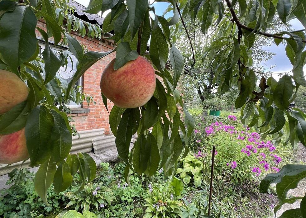 Довгострокова оренда частини будинку