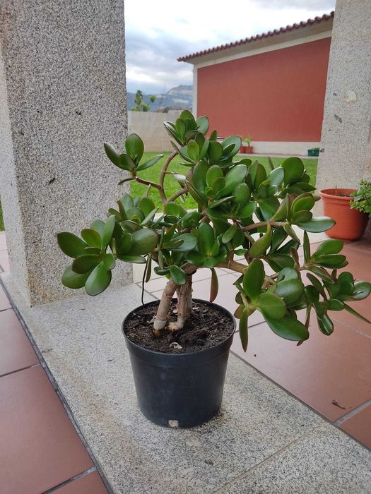 Planta Jade – Crassula ovata – Planta da riqueza e prosperidade
