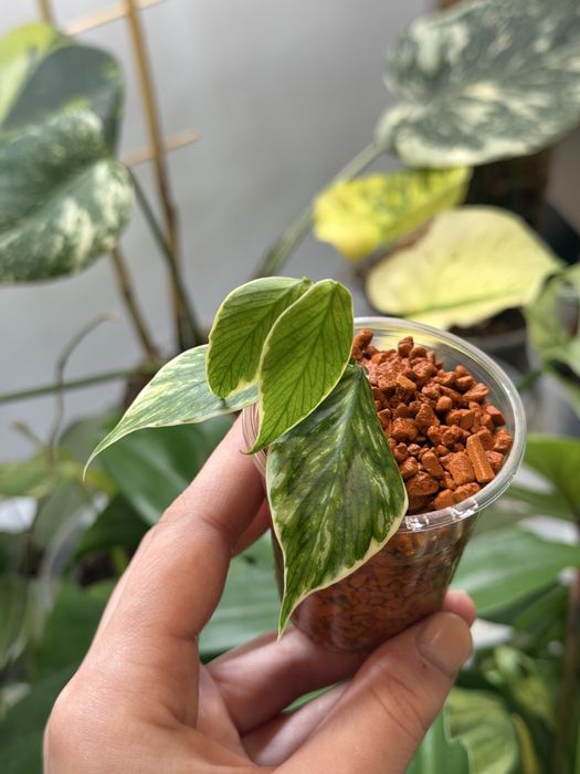 Hoya Polyneura ‘Jasminka’