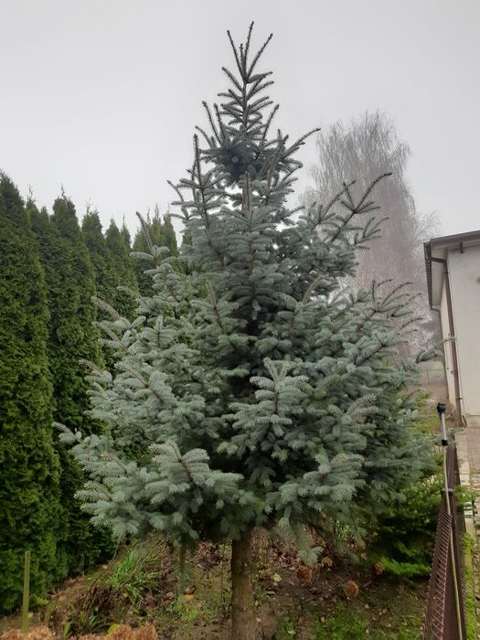 Świerk srebrny choinka