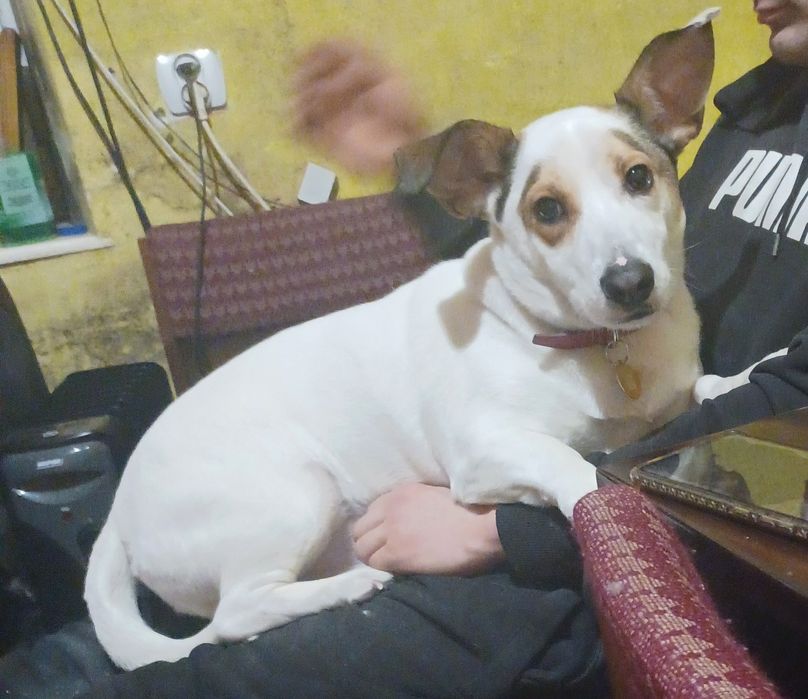 Oddam pieska w dobre ręce