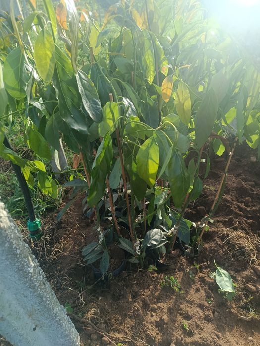 Plantas abacate enchertadas hass