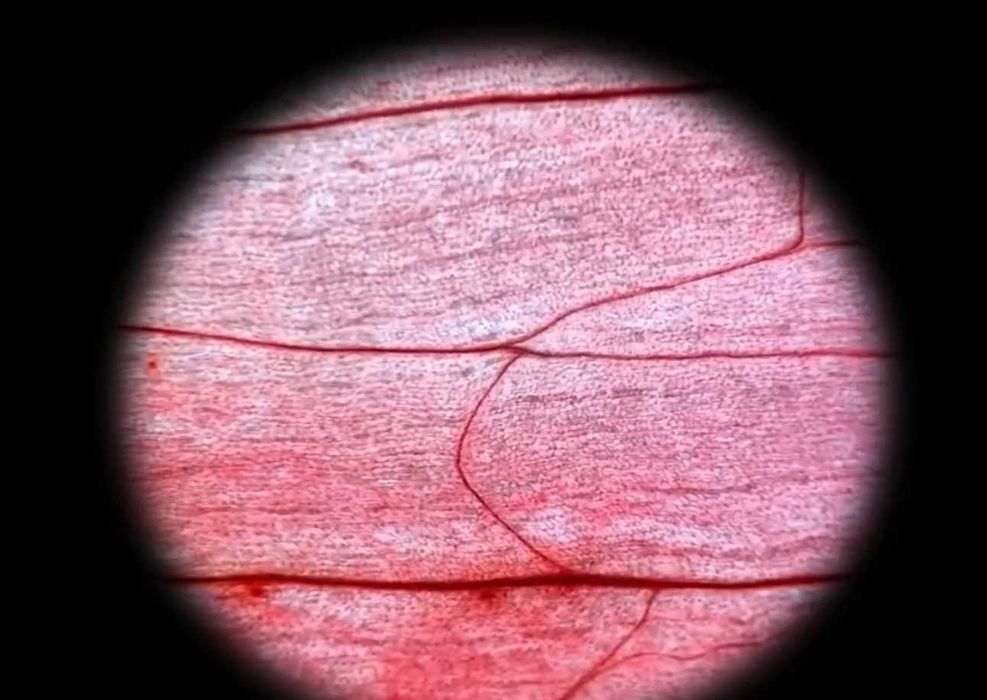 Microscópio portátil  Kit Científico para Crianças