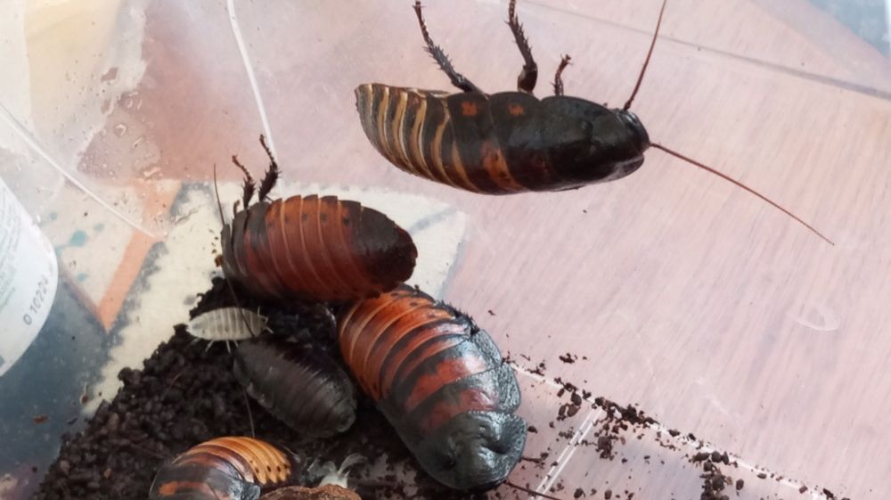 Мадагаскарські шипуни