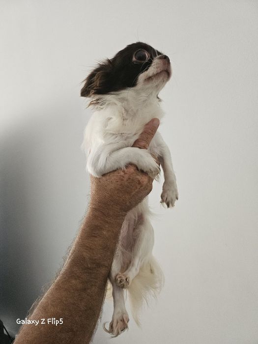 Vendo chiuaua femea