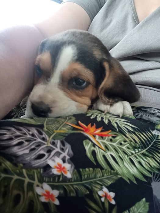 Szczeniak Beagle tricolor