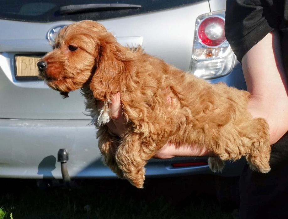 Cockapoo suczka odchowana