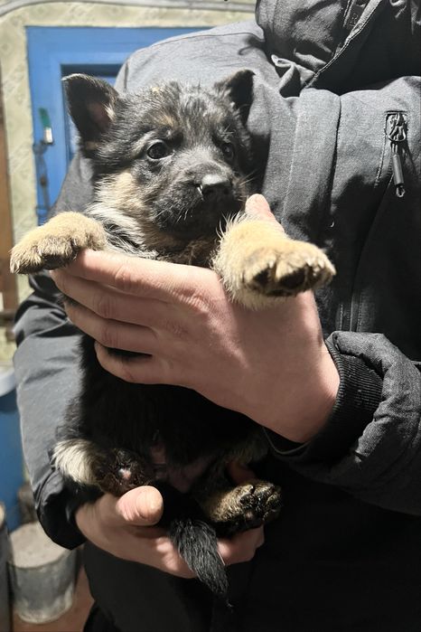 Продаються чистокровні цуценята німецької вівчарки