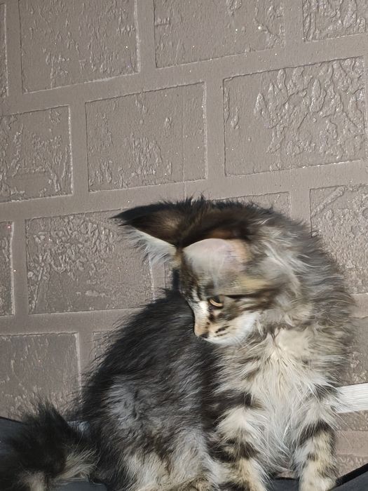 Kotka Maine Coon