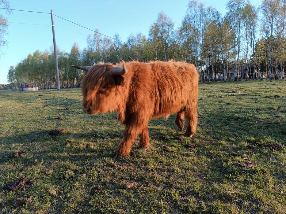 Byk Highland cattle, dwuletni, dorodny, spokojny byczek