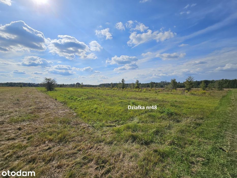 Własne Miejsce W Puszczy Białowieskiej–Cisza, Natura I Off-Grid 0,56Ha