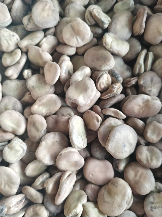 Sprzedam bób  bizon i rambos