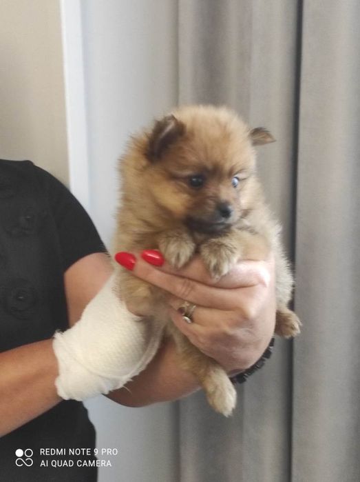 Pomeranian boo aktualne