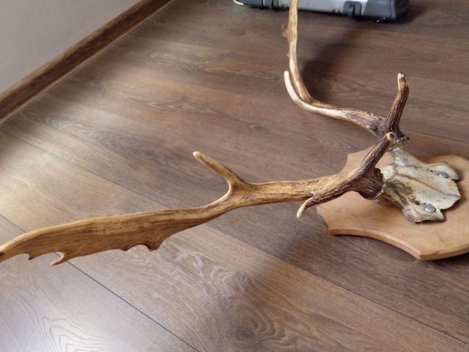 Duże poroże na ścianę