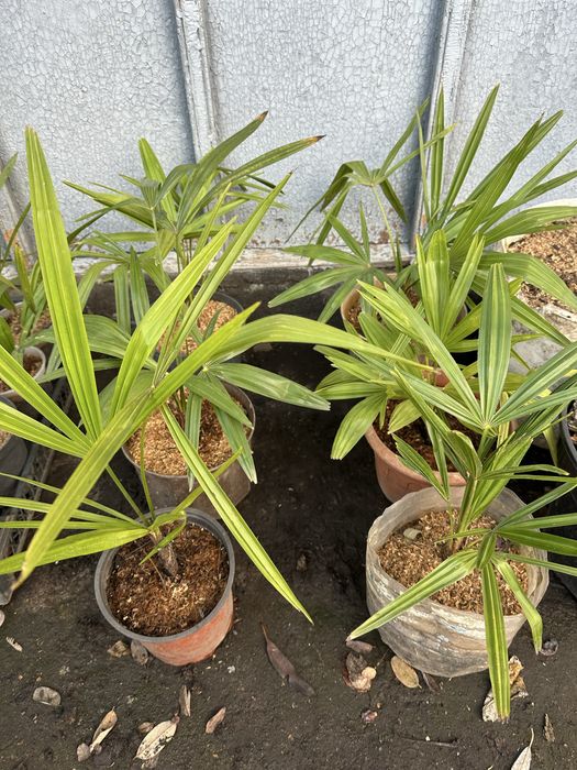 Пальма Трахикарпус