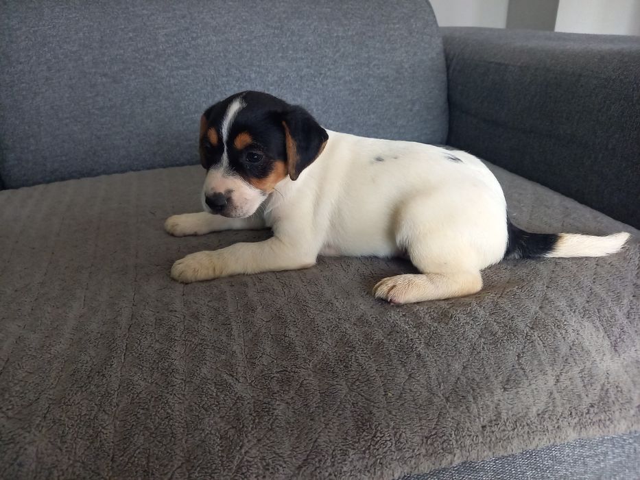 Suczka Jack Russell Terrier. Do odbioru