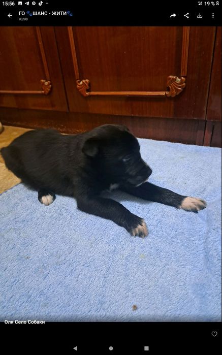 Животные  в добрые руки