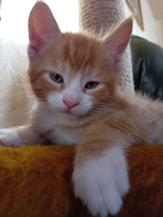 Мейн куни котики