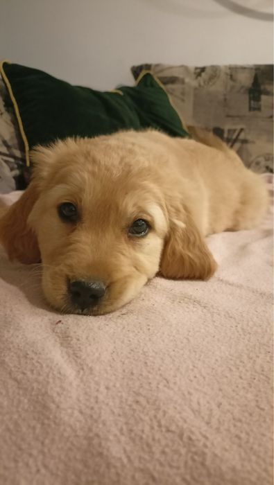 Golden retriever