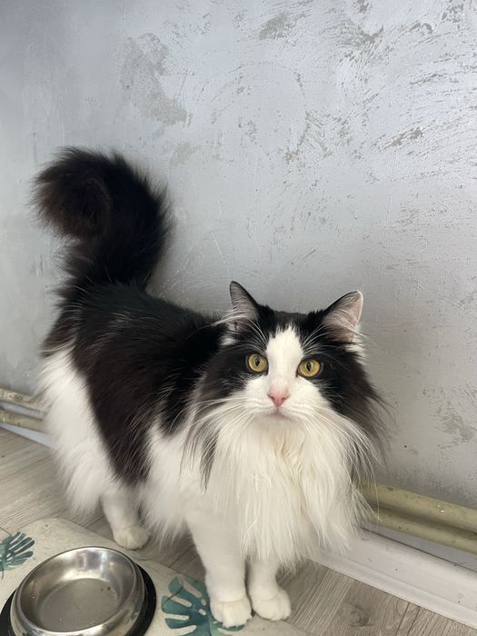 Віддам кицю в добрі руки