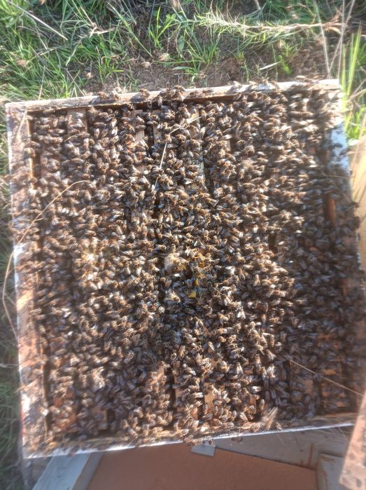 Enxames de Lusitana Lonstrot e Reversivel