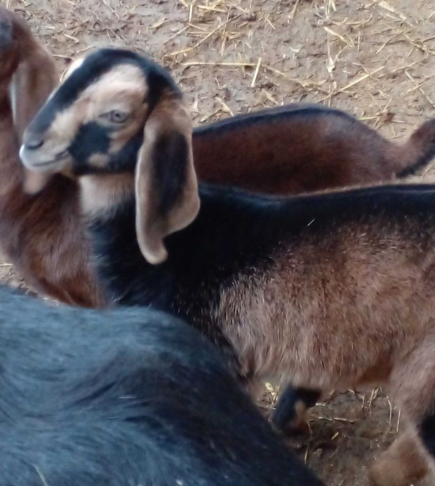 100% козочка д.н.31.12.24