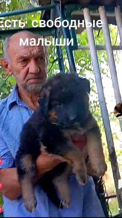 Питомник предлогает шикарных длинников