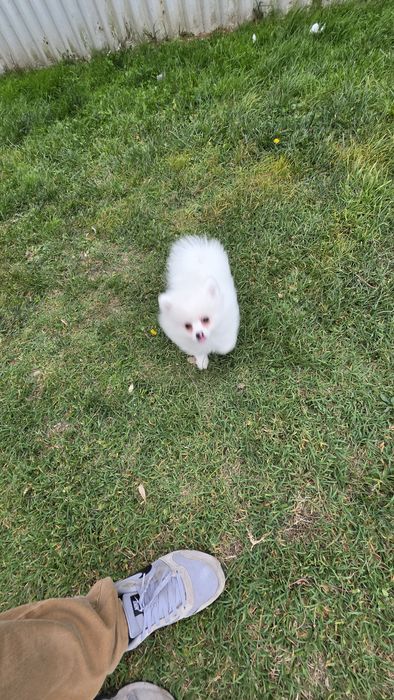 Spitz alemão branca fêmea
