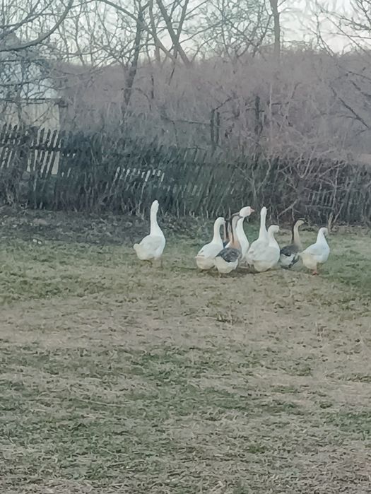 Продам гуси білі сірі