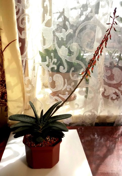 Гастерія карликова (Gasteria liliputana)