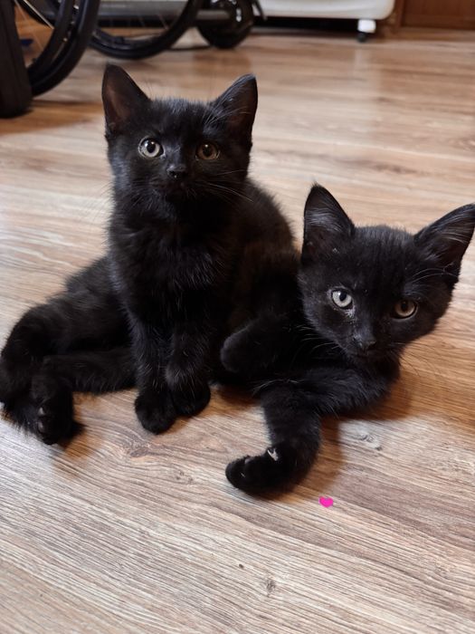 Віддам кошенят у добрі руки