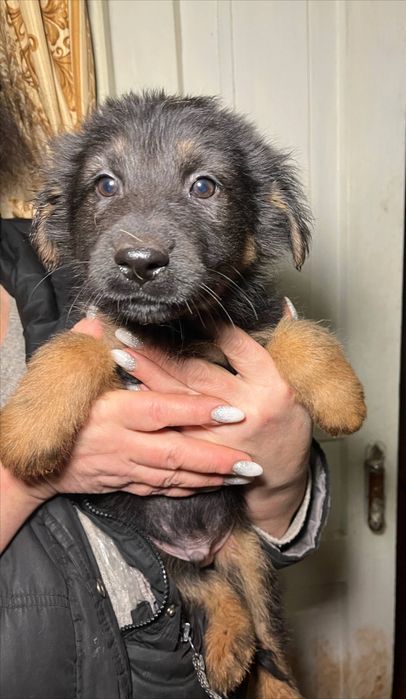 СРОЧНО ‼️‼️‼️ 5 щенят ищут дом