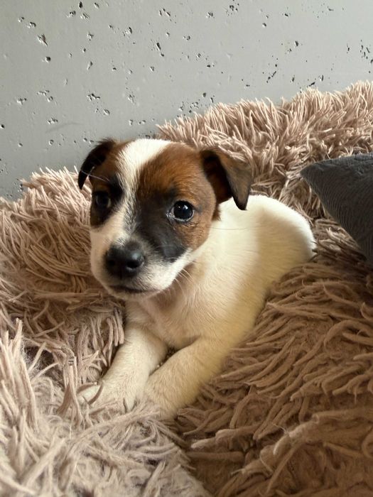 Jack Russell Terrier od # Smartie Jacks # możliwość rezerwacji
