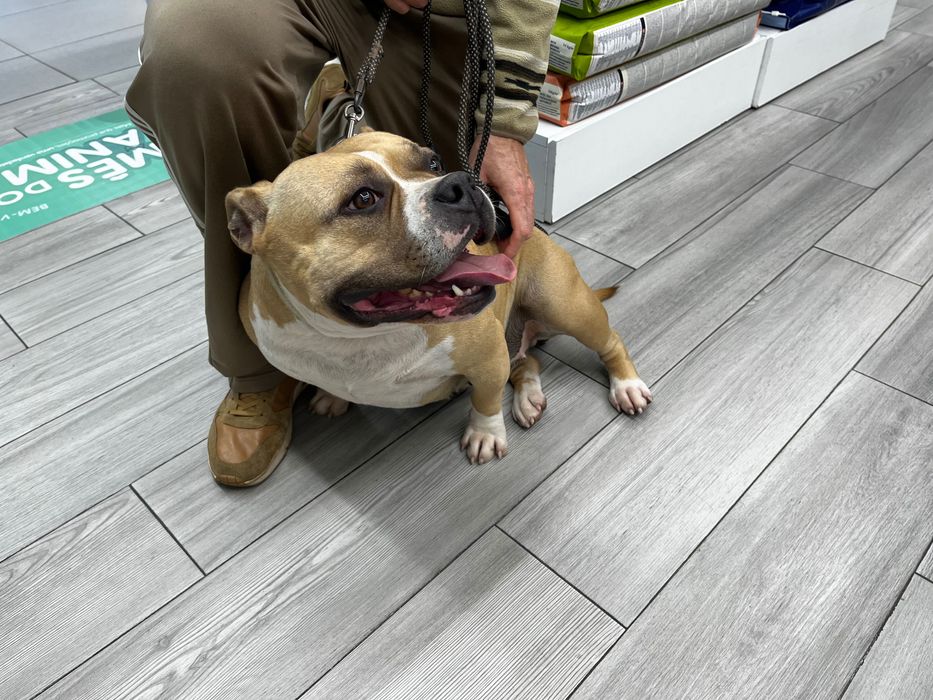 American bully pocket