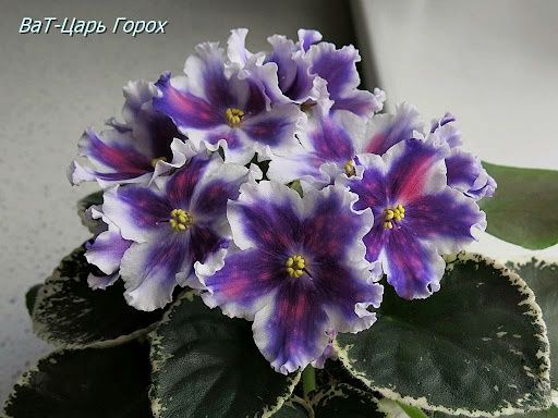 Фиалки. Детки сортовых фиалочек.