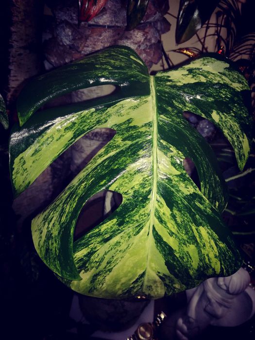 Monstera Marmorata Yellow Marylin Form Variegata Philodendron DUŻA RZADKOŚĆ!
