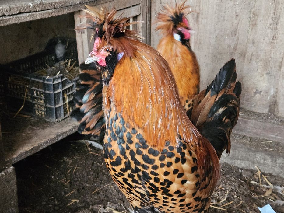 Kury Pawłowskie koguty