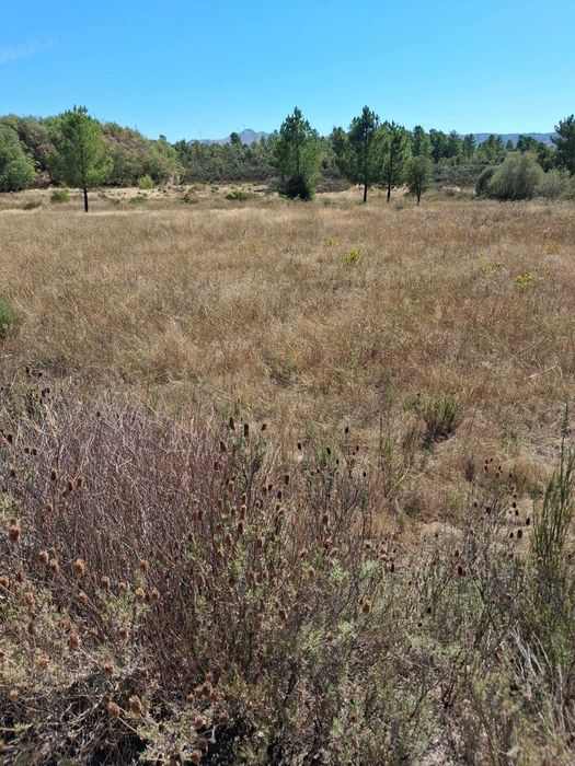 Terreno com 10.000 m² para venda | Trigais, Bendada