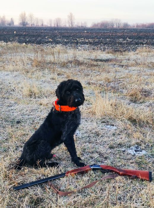 Дратхаар вязка ФМСУ