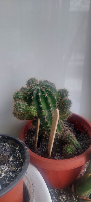 Зміокулькас зензі і звичайний,кактус тригулярис,опунція великоросла.