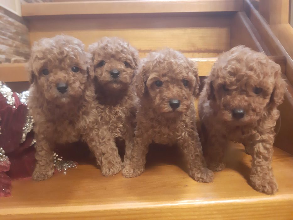 Пуделя RED BROWN  мини размера!